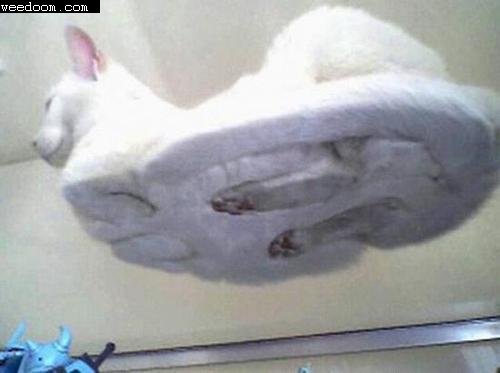 cat_on_glass_table_weedoom-com_.jpg